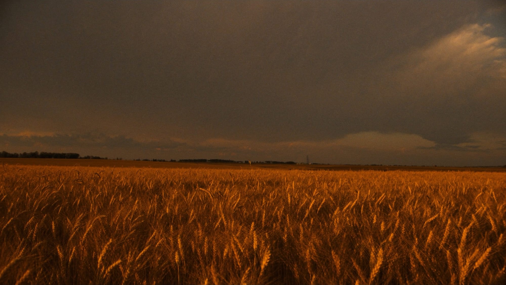 A golden wheat field glowing under a brooding evening sky on the flat Peace Country prairie