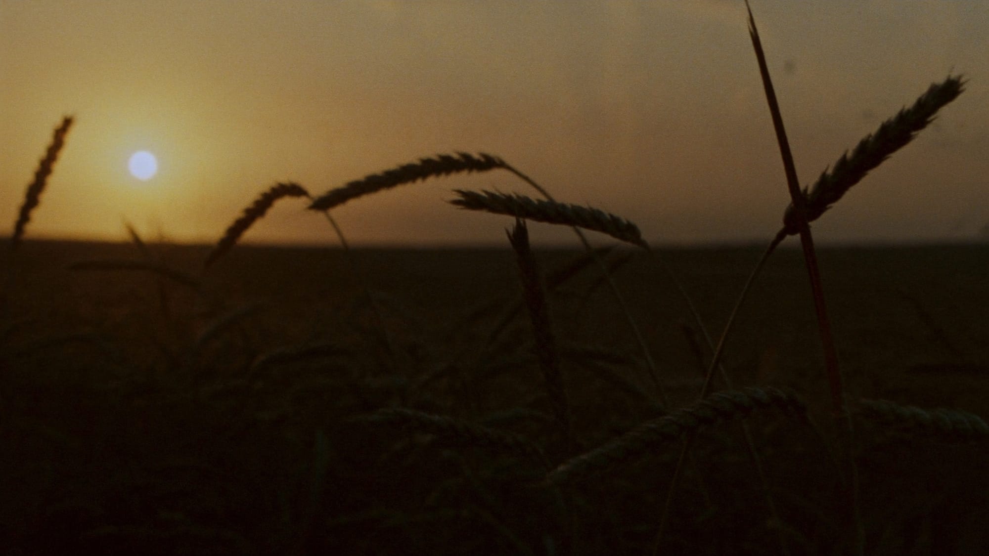 Heads of wheat silhouetted against a hazy amber sun setting over the prairie