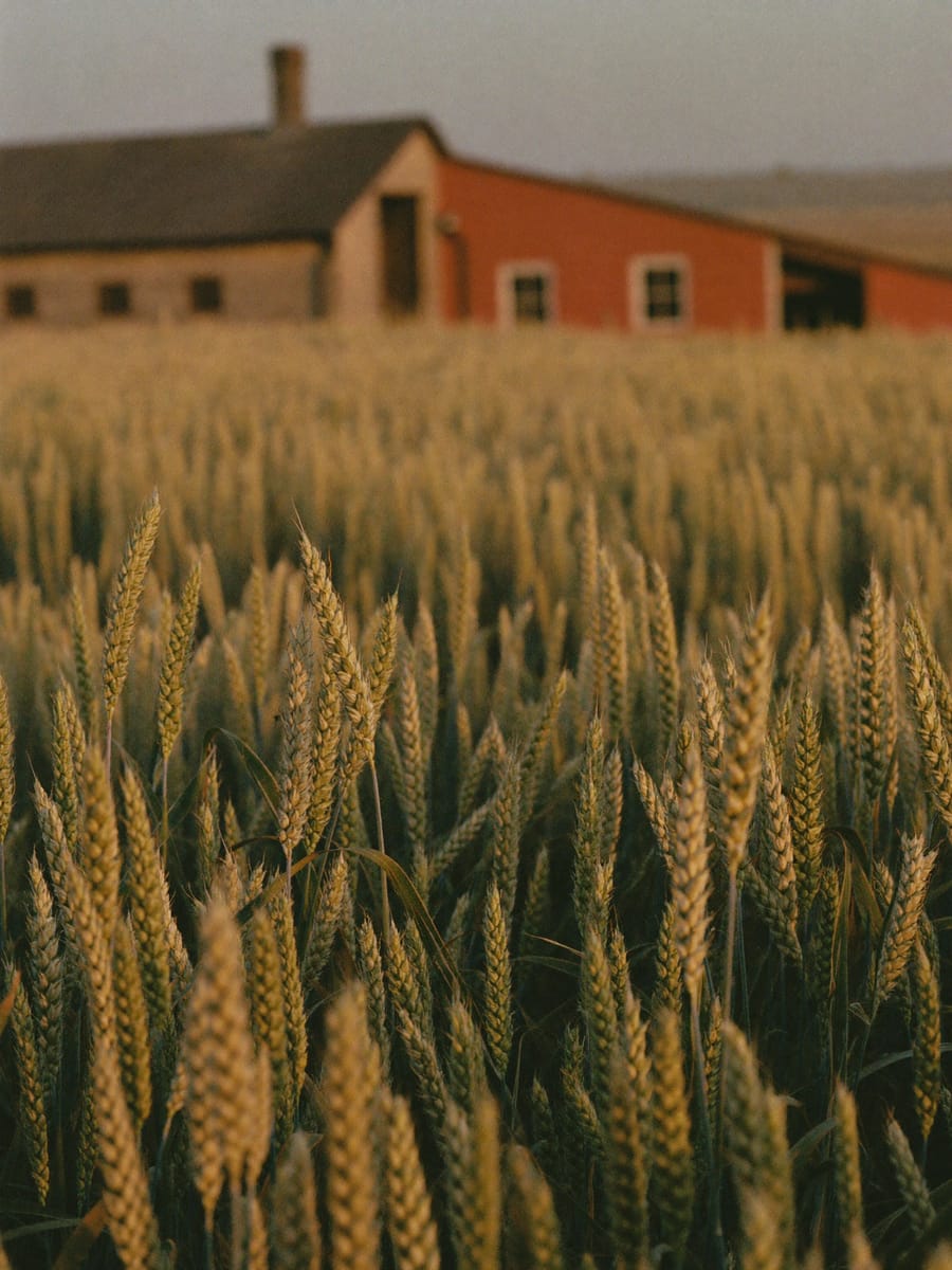 Golden wheat in front of a farmhouse and red barn