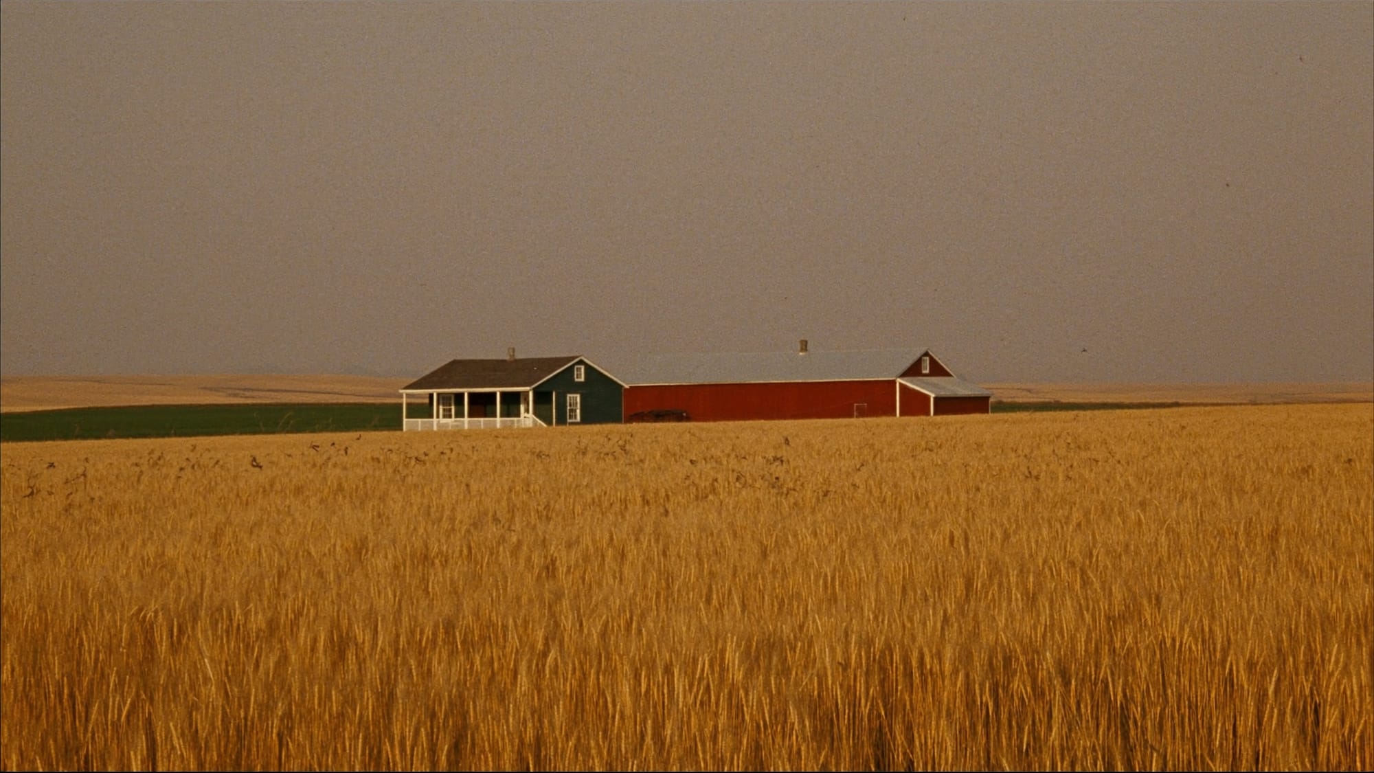 A Peace Country farmhouse and red barn beyond a ripe wheat field in warm evening light