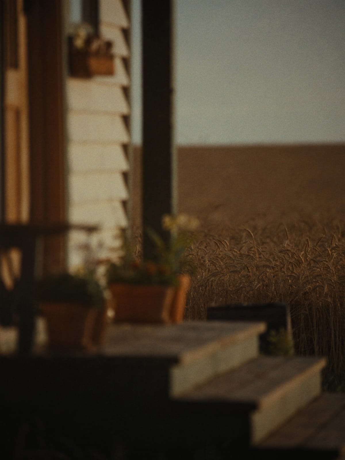 A farmhouse porch step with potted flowers in warm evening light, wheat soft in the background