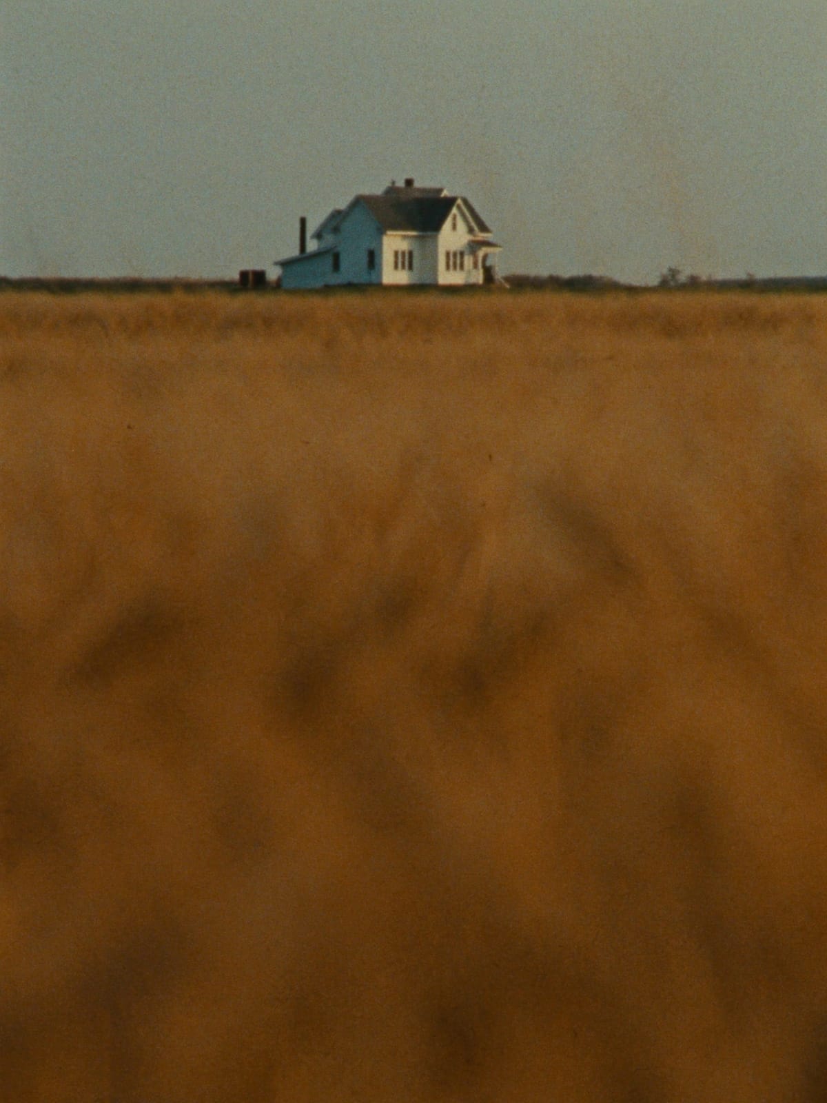A white farmhouse on the horizon beyond a golden wheat field on the Northern Alberta prairie